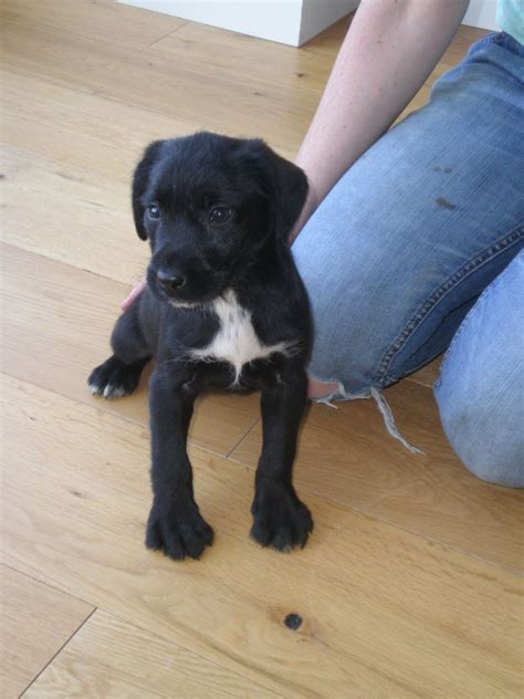 Lab Pointer (Labrador x Pointer Mix) Info, Puppies, Temperament, Pictures