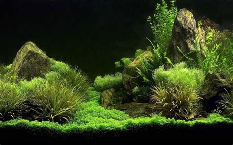 Aquarium Backgrounds Pictures - Wallpaper Cave