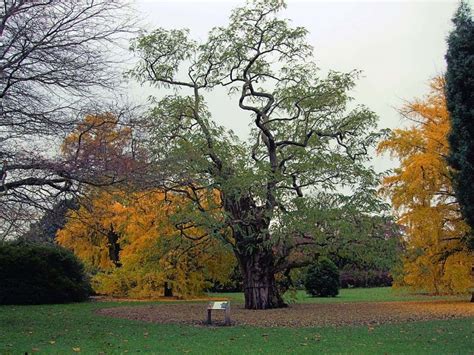 The forgotten history of the black locust tree: From vital to invasive ...