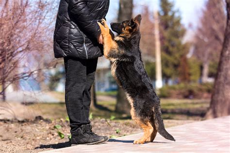 How to Stop Your Dog From Jumping Up on People