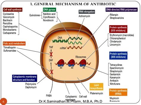 3. ANTIBIOTIC (PROTEIN SYNTHESIS INHIBITORS)