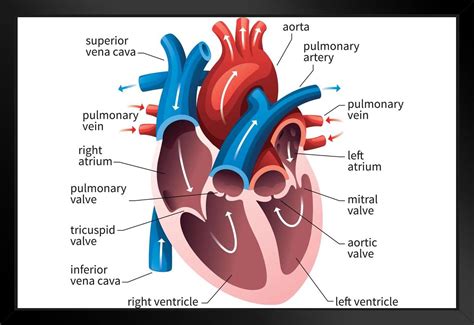 Cardiovascular System Diagram Labeled