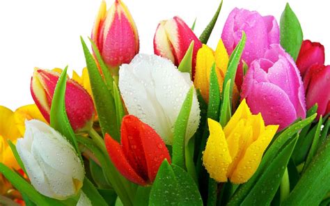 Tulips flower wallpapers HD for desktop Free Download