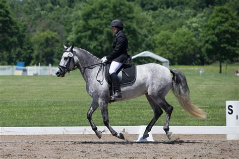 Improve Your Training Level Dressage Scores - THE THINKING EQUESTRIAN