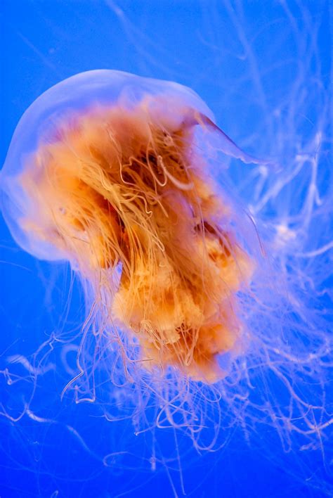 Lion's Mane Jellyfish Facts: Animals of the Oceans - WorldAtlas