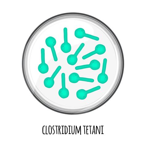 The human microbiome of clostridium tetani in a petri dish. Vector ...