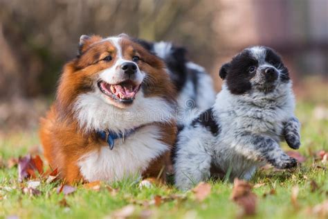 Elo Dog and Puppies Playing Outdoors Stock Photo - Image of cuddly ...