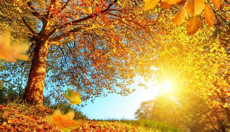 Golden autumn scenery with lots of sunshine — Stock Photo © Smileus ...