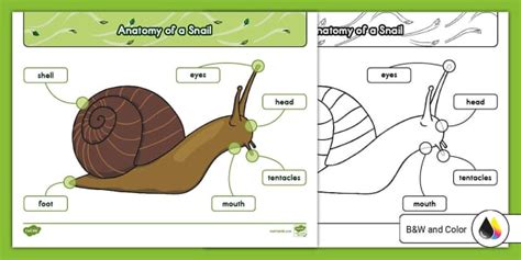 Anatomy of a Snail Poster for K-2nd Grade (Teacher-Made)