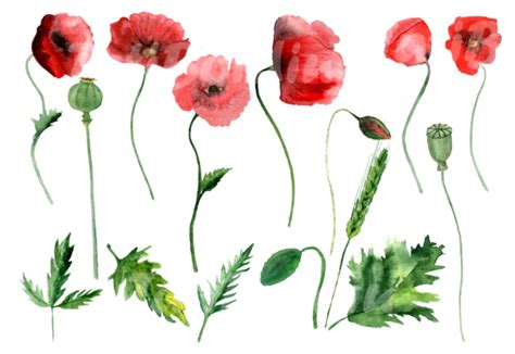 16 Watercolor Poppies Clip Art