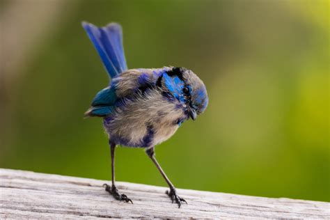 Blue Wren Bird