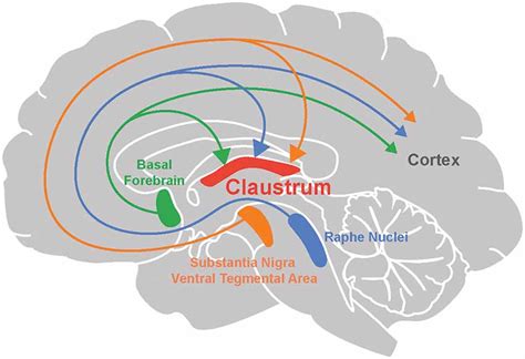 Frontiers | Changing the Cortical Conductor’s Tempo: Neuromodulation of ...