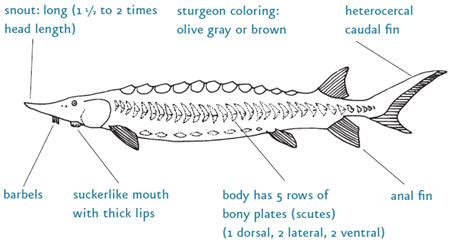 Atlantic Sturgeon (from NC WINS) | NCpedia