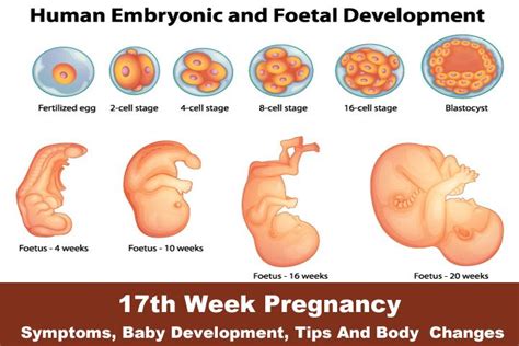 Pregnancy Symptoms Of First Month, - Pregnancy Sympthom