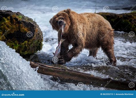 Brown Bear Eating Salmon stock image. Image of female - 86335215