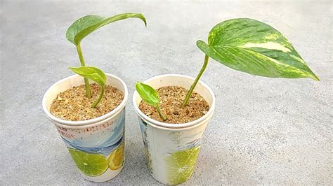 Grow money plant easily in sand | Grow indoor plants - YouTube