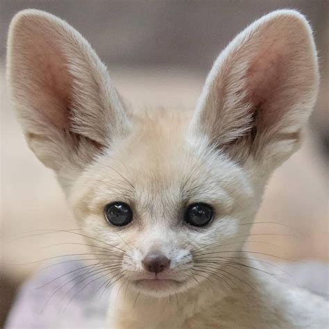 Fennec Fox - Baby | Pet | Profile | Traits | Facts | Size - Mammal Age