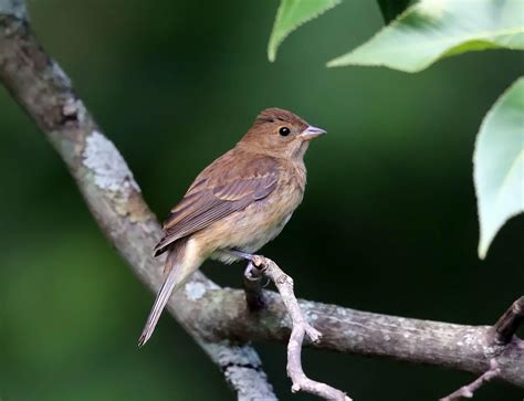 Indigo Bunting | Audubon Field Guide