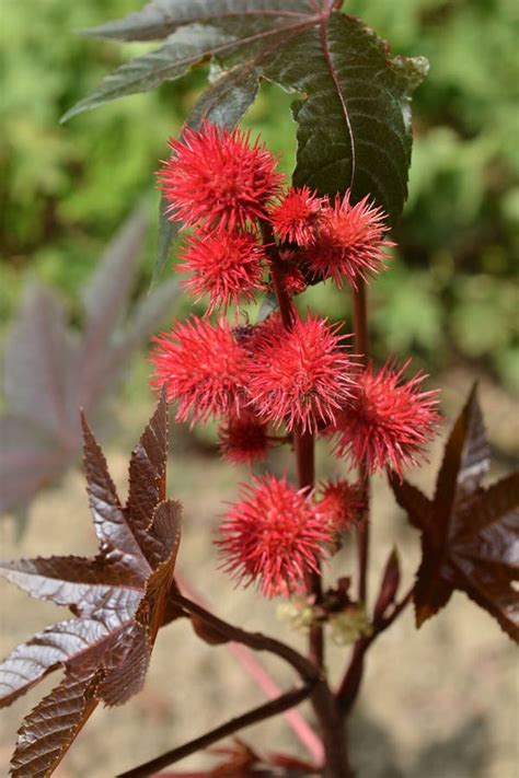 Castor oil plant stock photo. Image of summer, botany - 120631648