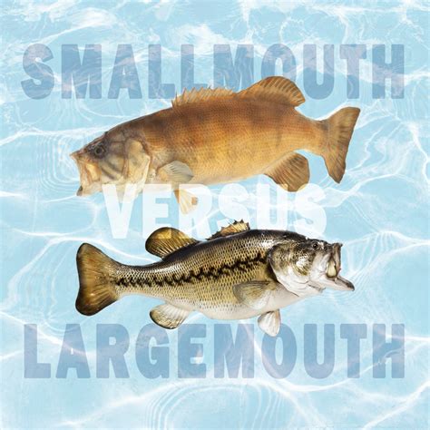 Comparing Smallmouth Versus Largemouth Bass - Tastylicious