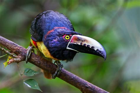 Download Beak Bird Animal Toucan HD Wallpaper