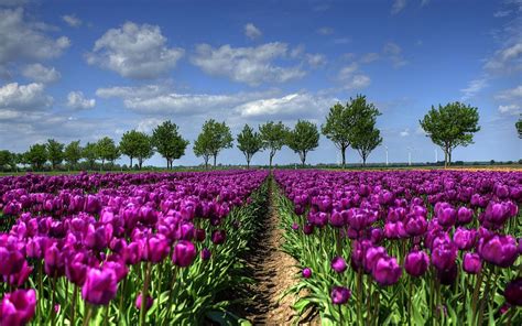 Download Flower Purple Flower Field Nature Tulip HD Wallpaper