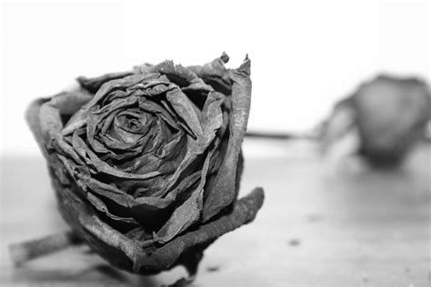 My Wilted Rose by brennenboom on DeviantArt