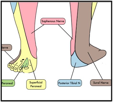 Ankle and Foot Nerve Blocks — Taming the SRU