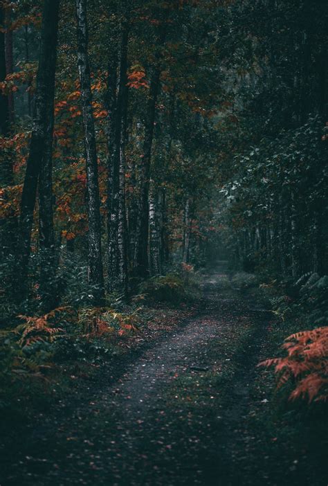 Aesthetic Dark Green Forest ~ Aesthetic Forest Hd Wallpapers ...