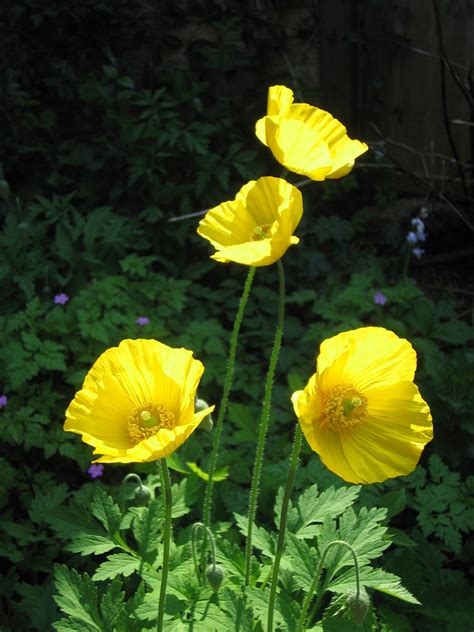 Yellow Poppies 02 by Tiger-tyger on DeviantArt