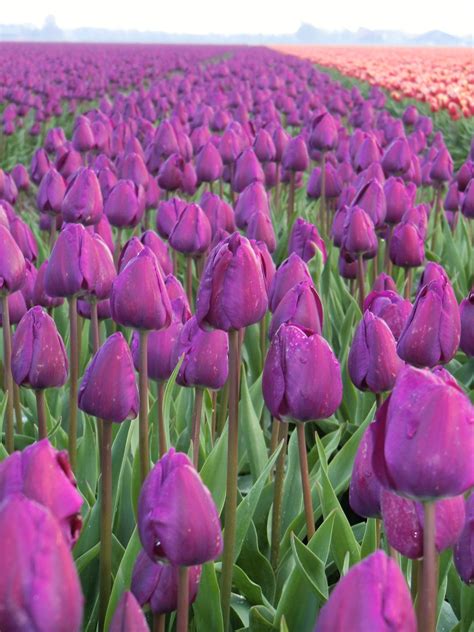 beautiful purple tulips | Tulpenvelden, Bloemen, Creatieve fotografie