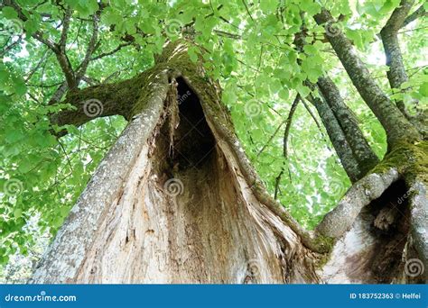 Very Old Hollowed Out Tree That Still Hasn`t Died Photographed In ...