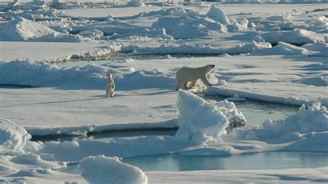 Arctic | Alaska Conservation Foundation