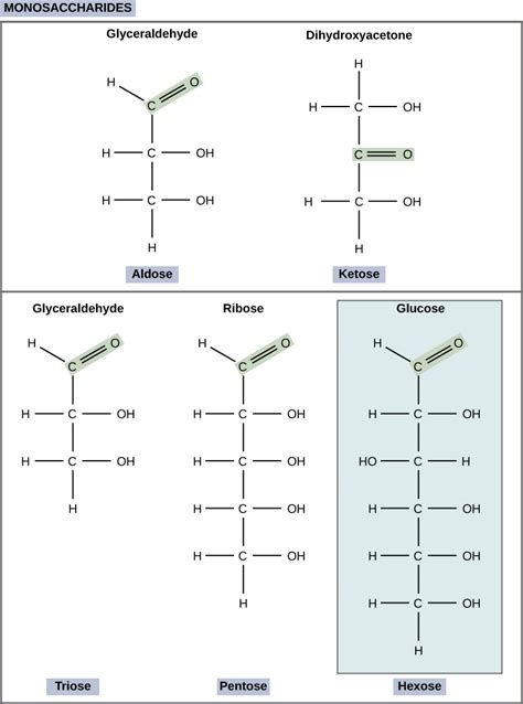 Structure and Function of Carbohydrates | Biology for Non-Majors I