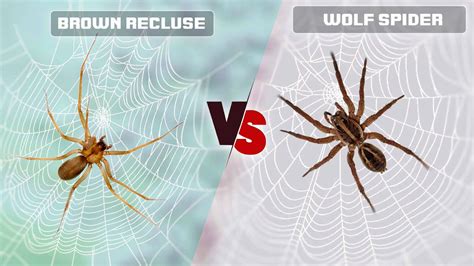 Brown Recluse vs Wolf Spider: Identify the Differences