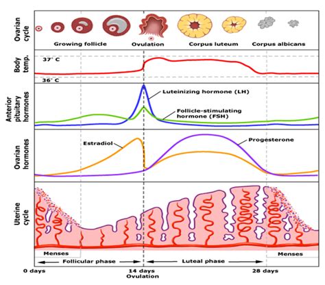 Menstrual cycle — An important process of Human Reproduction | by ...