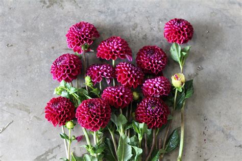 Tried & True Favorite Dahlia Varieties — Flourish Flower Farm