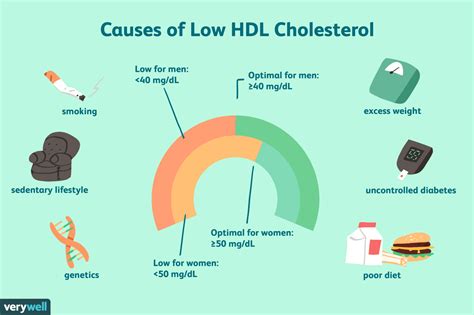 What Causes Low HDL Cholesterol Levels?