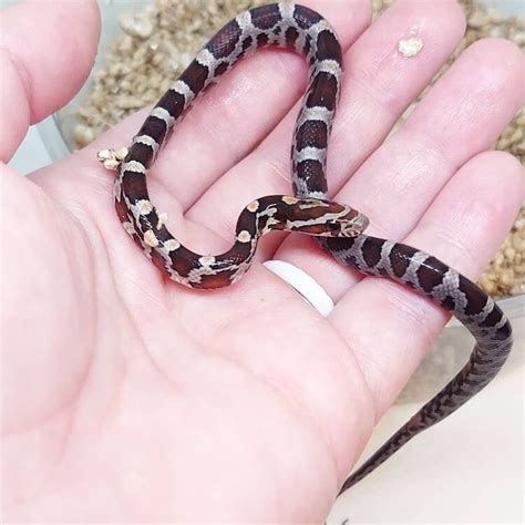 60+ Corn Snake Morphs By Color, Genetics & Rarity - More Reptiles