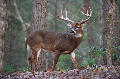 Professional Whitetail Deer Photography | Matt Hansen