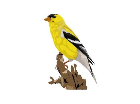 What is the classification of an American Goldfinch? - Birdful