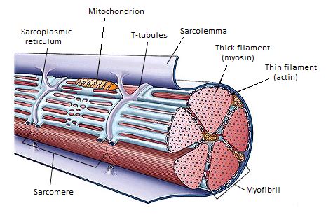 #121 Striated muscles | Biology Notes for A level