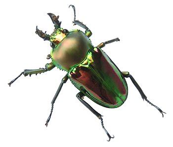 Rainbow Stag Beetle | The Animal Facts