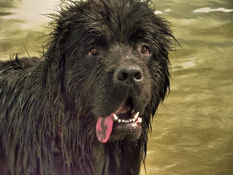 File:Newfoundland dog 001.jpg