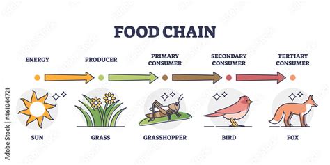 Food chain and animal classification by eating type outline diagram ...