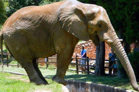 Joburg Zoo To Get Second Elephant In Spite Of Public Outcry