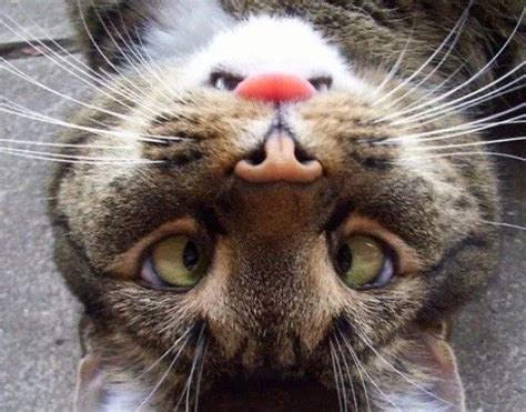 Ten Upside Down Cats Who Don't Know Which Way Is Up! | Cats, Pets ...