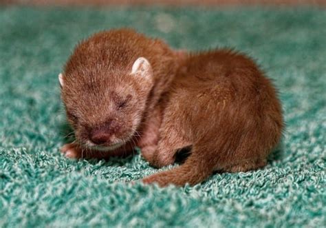 Stoat - A-Z Animals