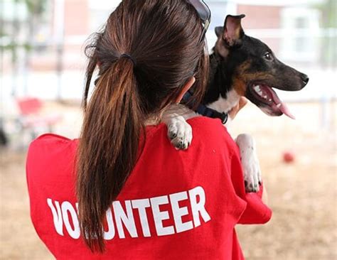 Puppy Rescue: 5 Reasons You Should Volunteer at Your Local Humane ...