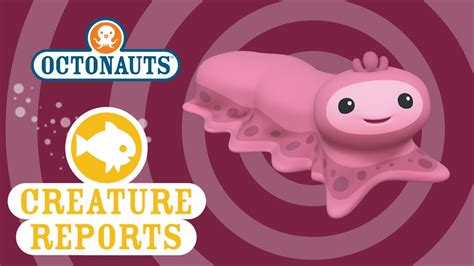 Octonauts: Creature Report - Snot Sea Cucumber - Brown Bag Labs